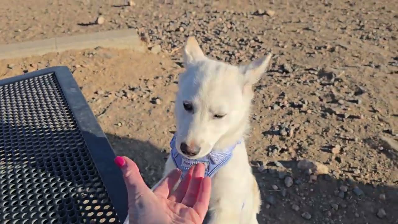 Dog Park Fun with Dobby | Wed Feb 25 Part 2 — Windy Day Play & New Friends