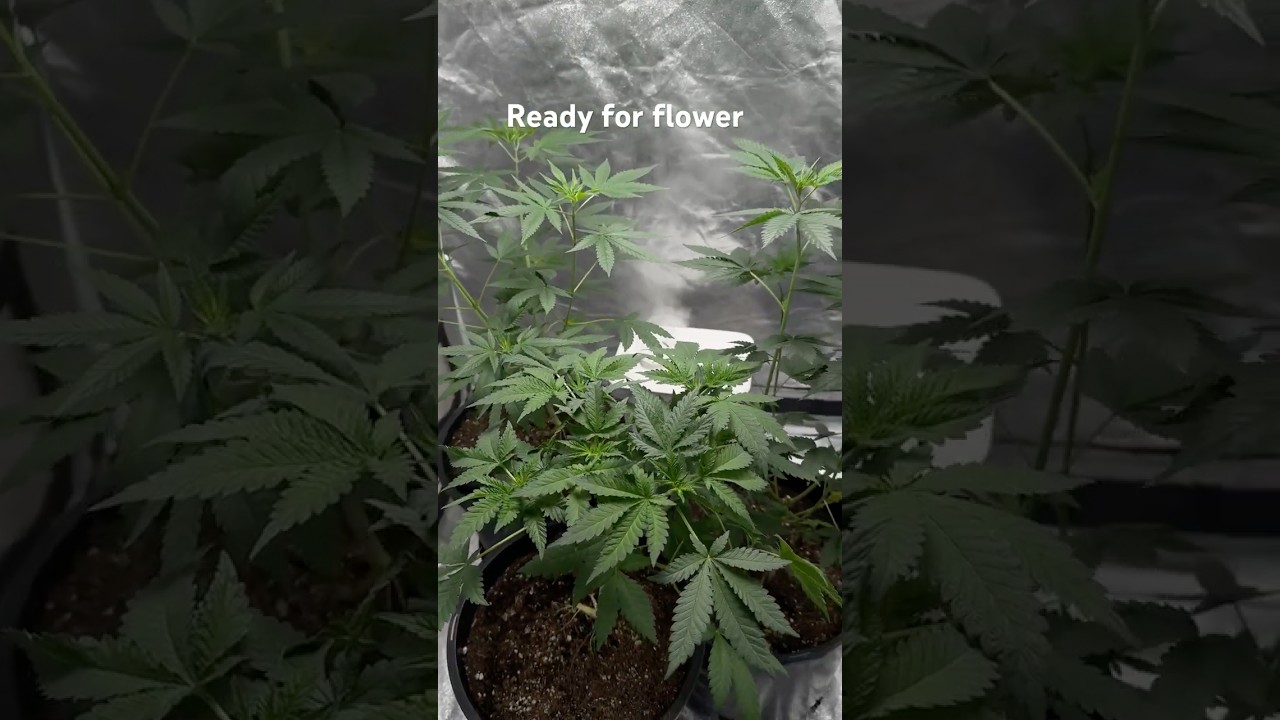 How To Grow Cannabis! #plants #gardening #ihavethisthingwithplants #closetgrow #plants