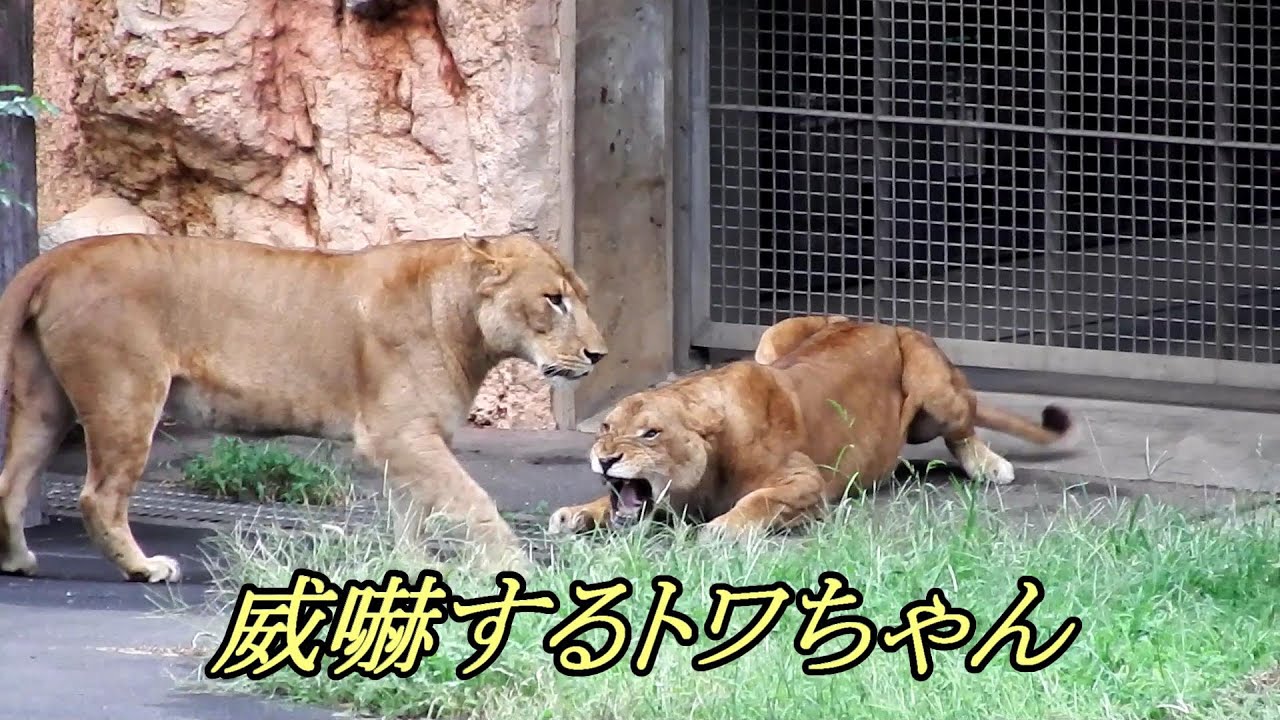 威嚇するトワちゃん　Towa menacing　〜 Lion (ライオン)〜　～ 多摩動物公園 ～