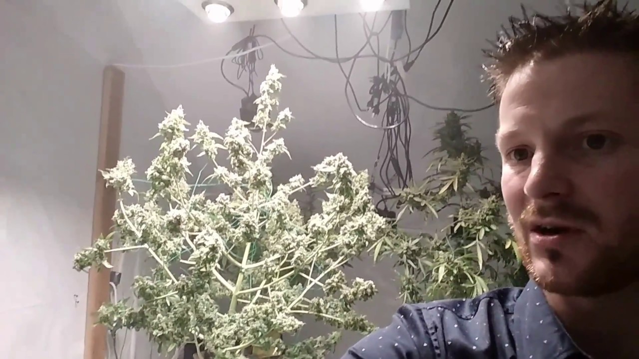 Starting The Harvest of Glueberry OG, Colorado Cookies & Auto Blue Dream - Optic 4