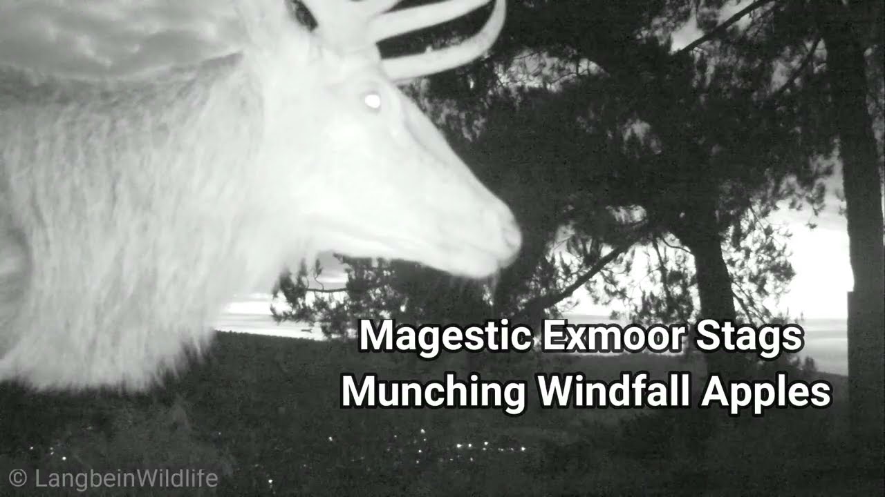 Majestic Exmoor Stags Munching Apples