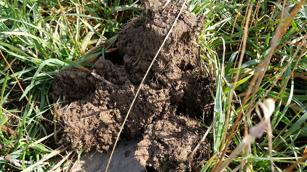 Zwischenfrucht mit winterharten Komponenten M&auml;rz 2021
