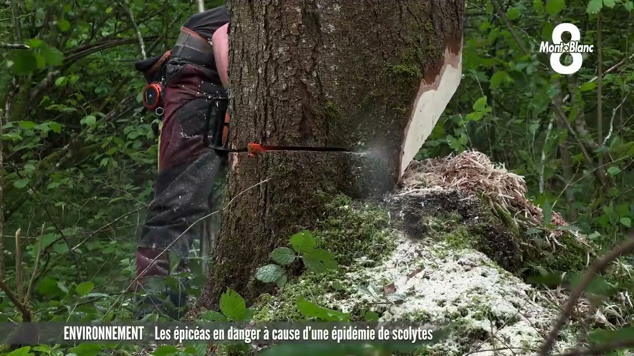Les for&ecirc;ts d'&eacute;pic&eacute;as menac&eacute;es par une &eacute;pid&eacute;mie de scolytes