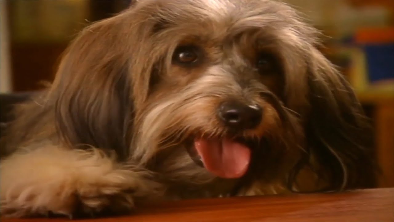 American Reacts to Come Outside