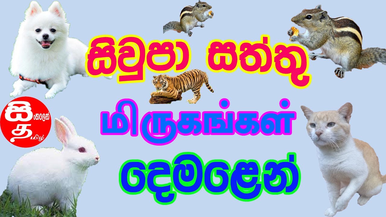 Animals in Tamil | සිවුපා සත්තු දෙමළෙන් | siupa sathun demalena |animals name |animals name in tamil