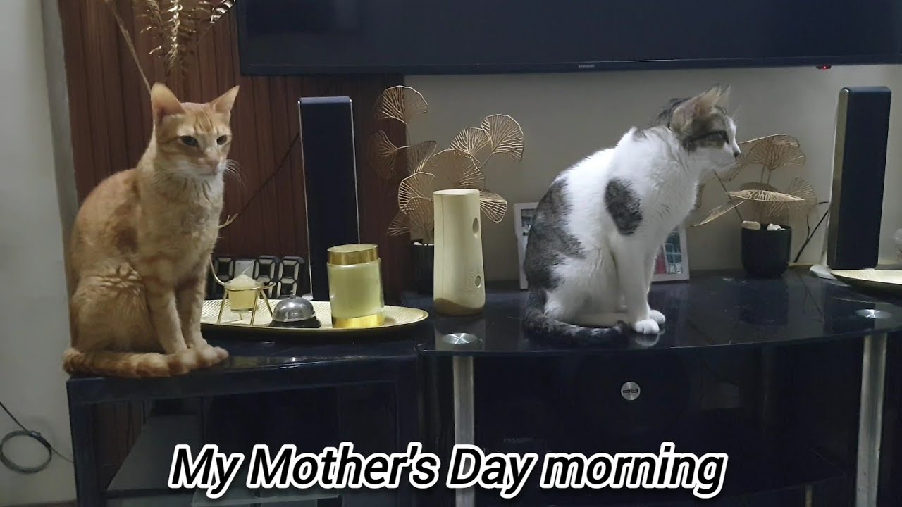 Cats morning meal and Mother's Day Morning of our Meowmy