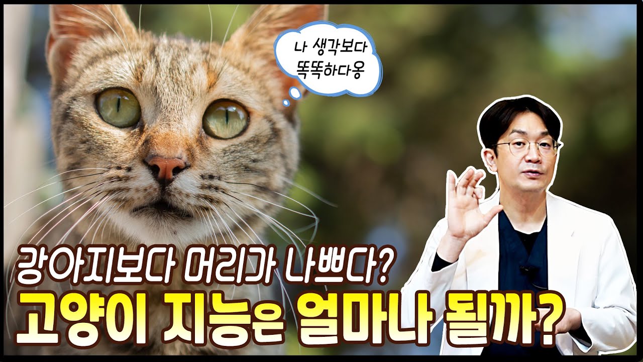 고양이의 지능은 얼마나될까? 정말 고양이보다 개가 더 똑똑할까?