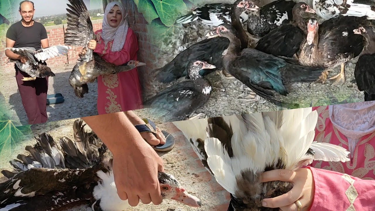 ازاى تعرفى أن البطة قربت تبيض وايه العلامات اللى بتظهر عليها وطريقة دبح البط لوحدك#مصطفى_وأمل