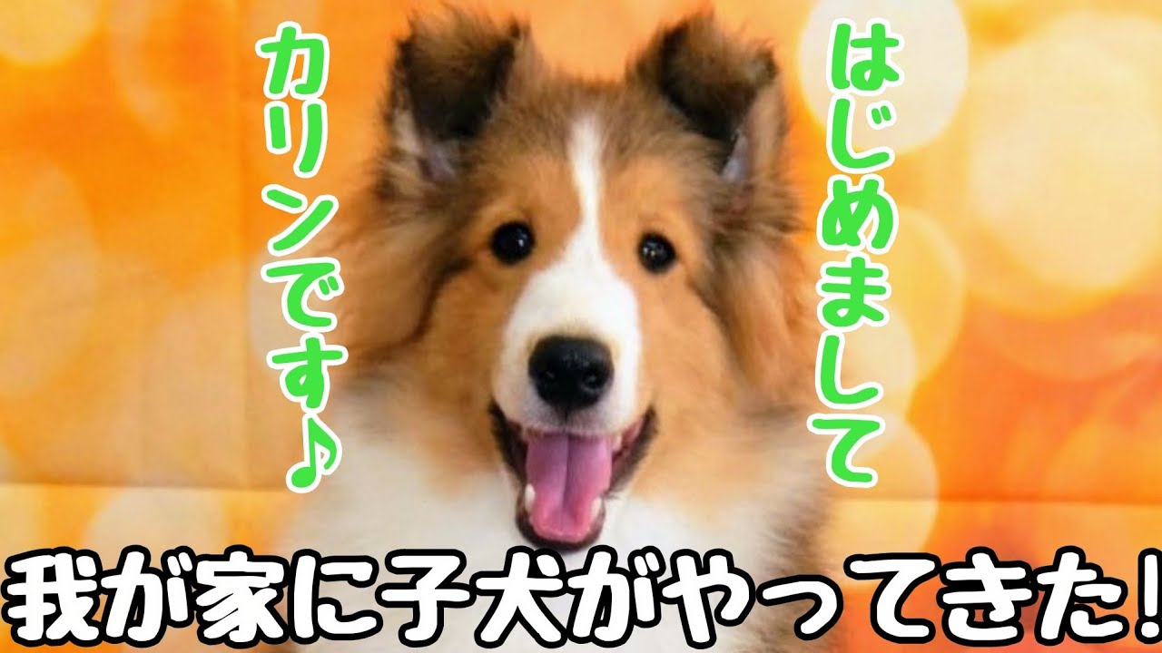 【生後６ヶ月】シェルティの子犬がやってきた！ Sheltie puppy is coming!