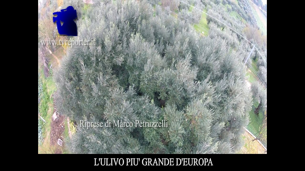 L' ULIVO PIU' GRANDE D'EUROPA