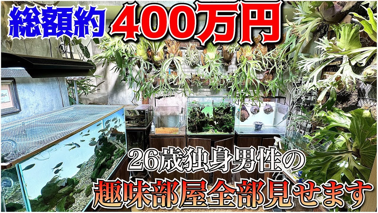 【大公開】趣味が生き甲斐の26歳独身男性による本気の趣味部屋紹介 #アクアリウム #ビカクシダ #水槽部屋 #趣味部屋