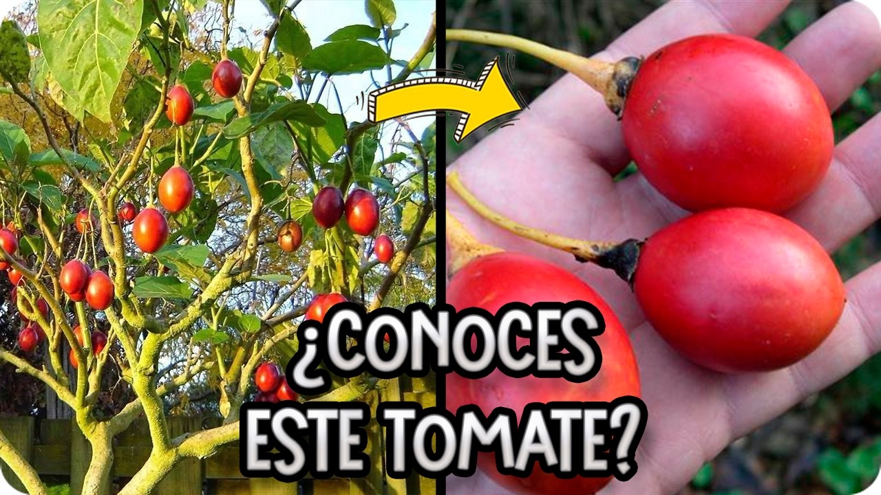 TOMATE DE ARBOL : Como Y Cuando plantar, cuidados y necesidades del Tamarillo || La Huertina De Toni