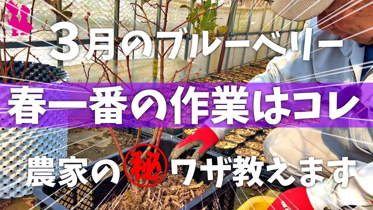 【春がきた】ブルーベリー３月の作業と管理をプロ農家が教えます