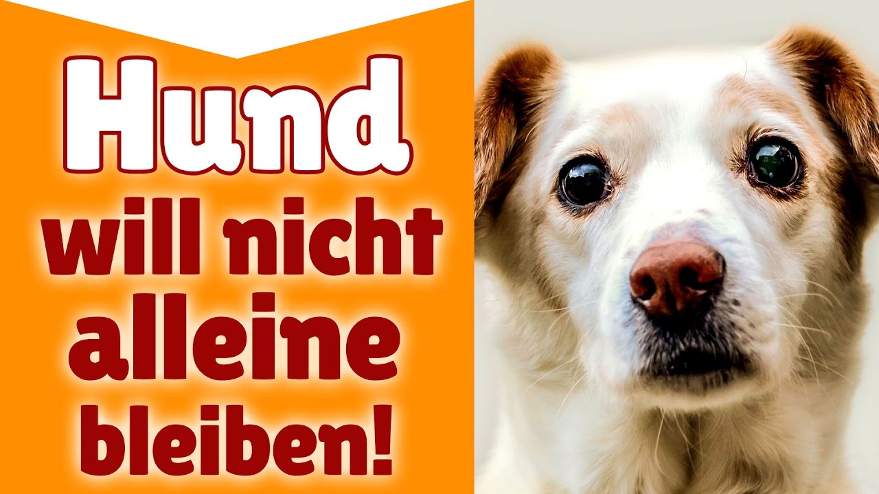 Hund will nicht alleine bleiben ►►  Wie lernt mein Hund alleine zu bleiben?