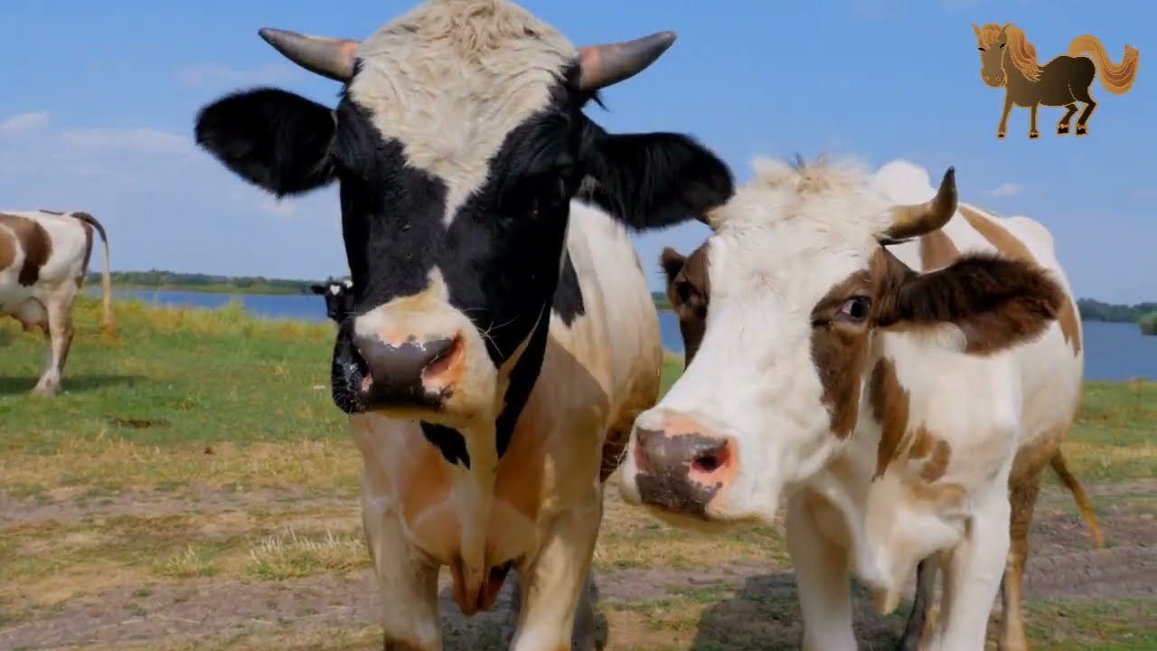23' Baserriko Animaliak Ezagutzen 1 EUSKARAZ  Pony Pottoka Konik Animales de Caserio Farm Animals