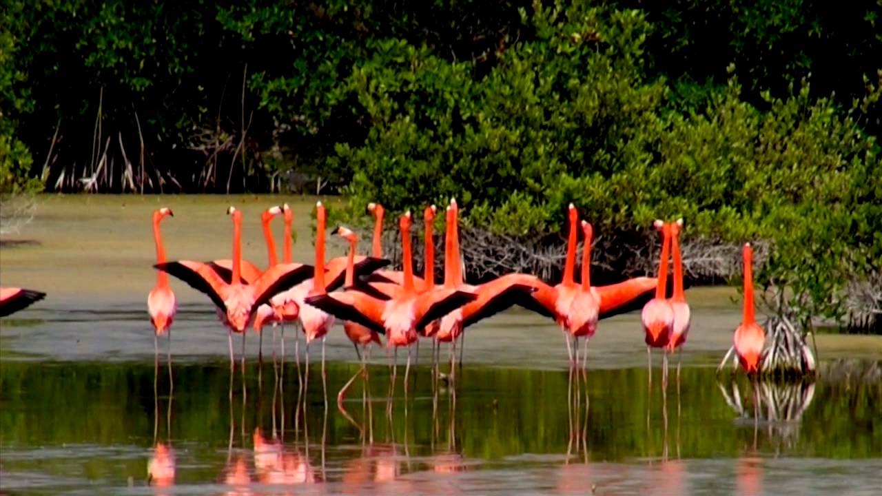 Danza De Los Flamencos