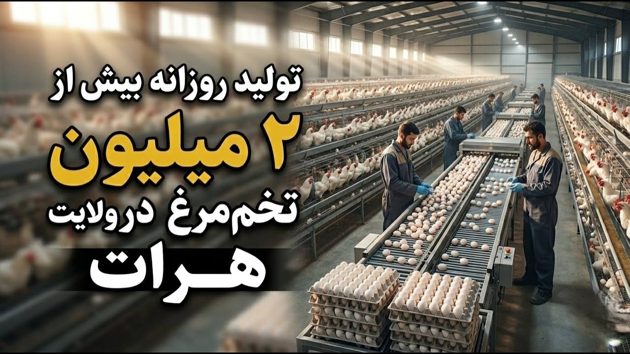 تولید روزانه بیش از ۲ میلیون تخم‌مرغ در ولایت هرات