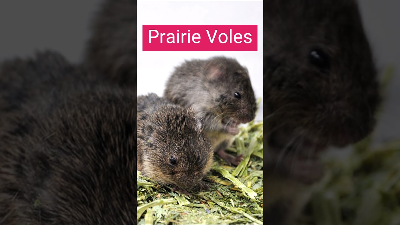Monogamous Animals in the world | Socially and Sexually Monogamous Animals Explained
