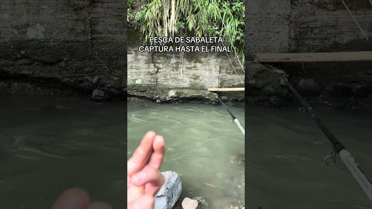 PESCA DE SABALETA CAPTURA HASTA EL FINAL.