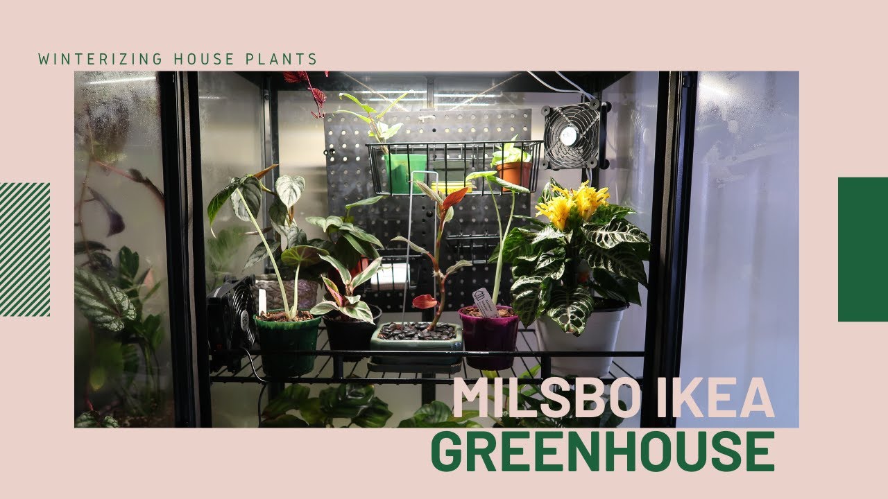 WINTERIZING OUR HOUSEPLANTS: MILSBO IKEA GREENHOUSE