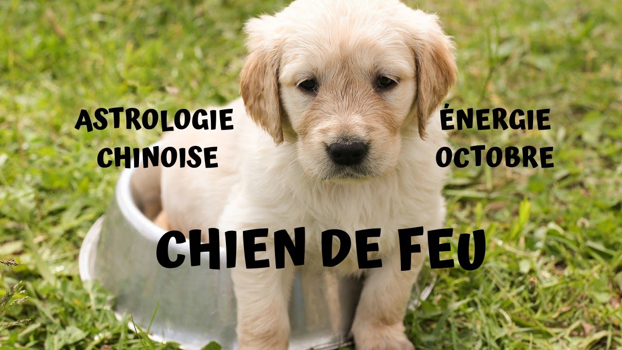 &Eacute;nergie octobre 2020 Bazi : CHIEN DE FEU