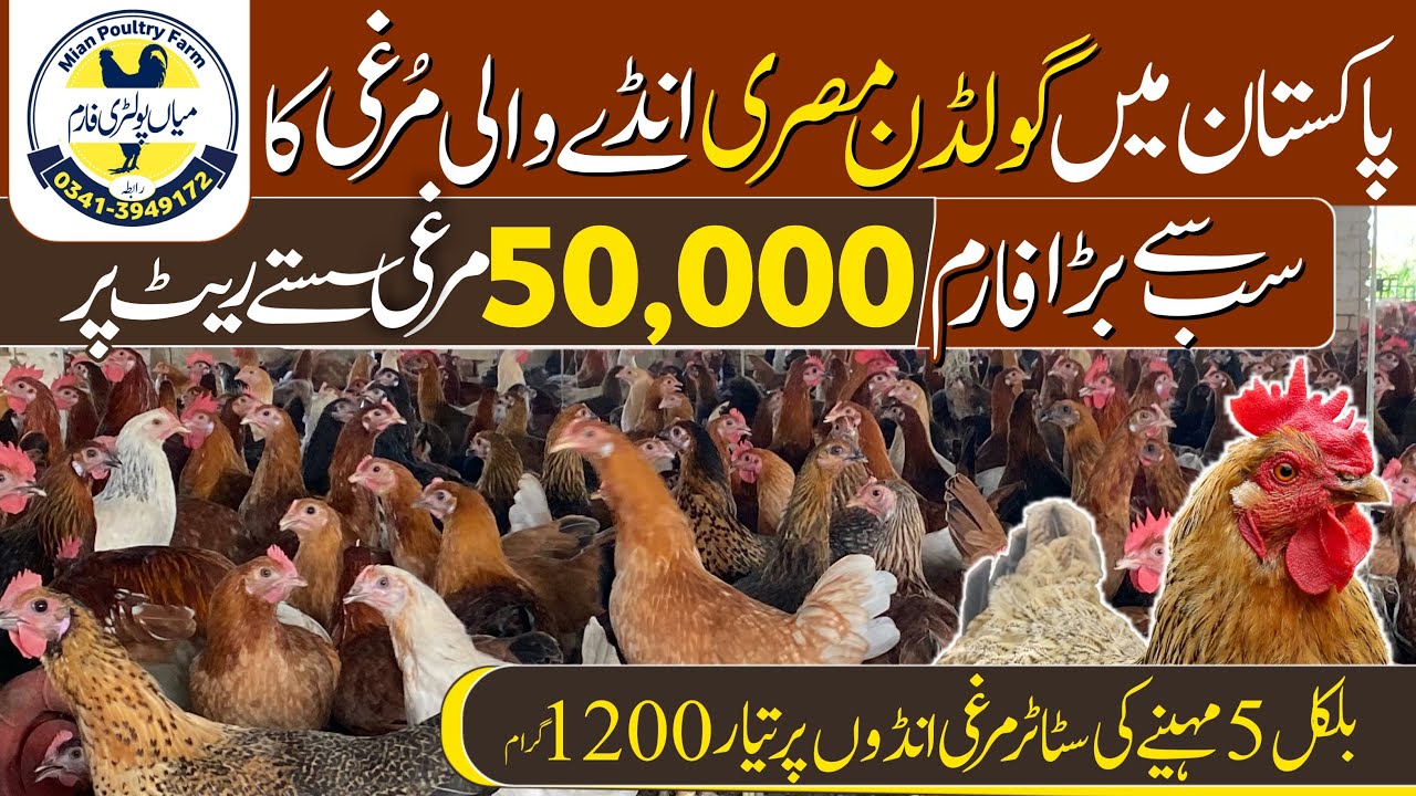 Golden Misri Poultry Farm In Pakistan | Desi Egg laying hens | Mian Poultry Farm