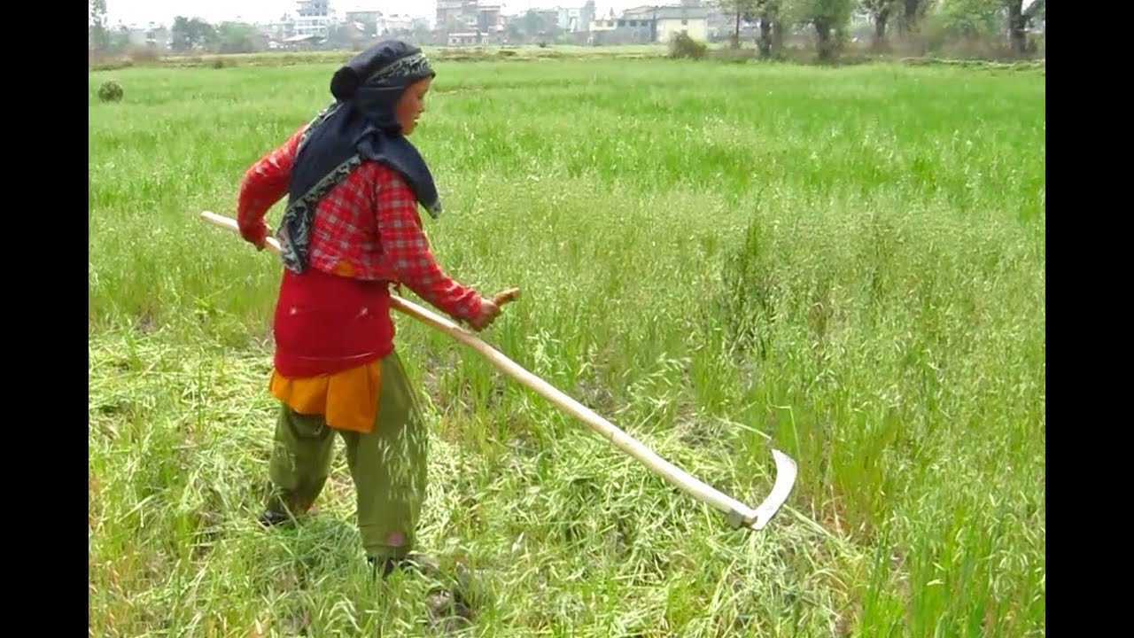 Scythe Project in Nepal 2012 (SPIN)