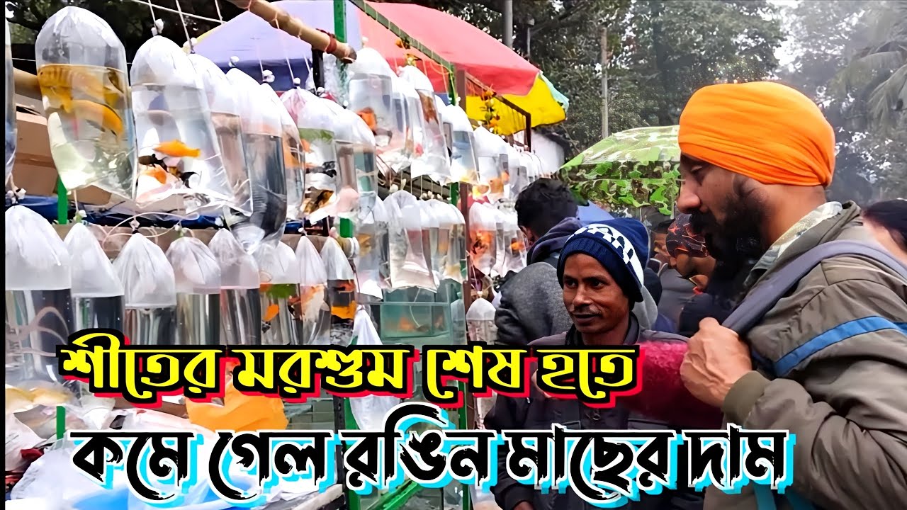 শীতের মরশুম শেষ হতে কমে গেল রঙিন মাছের দাম / Galiff Street Fish Market / Galiff Street Pet Market 