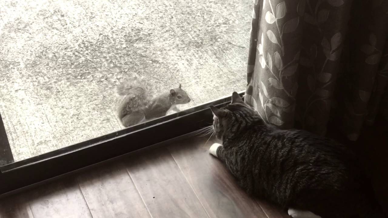 Squirrel Wants to Play With Cat