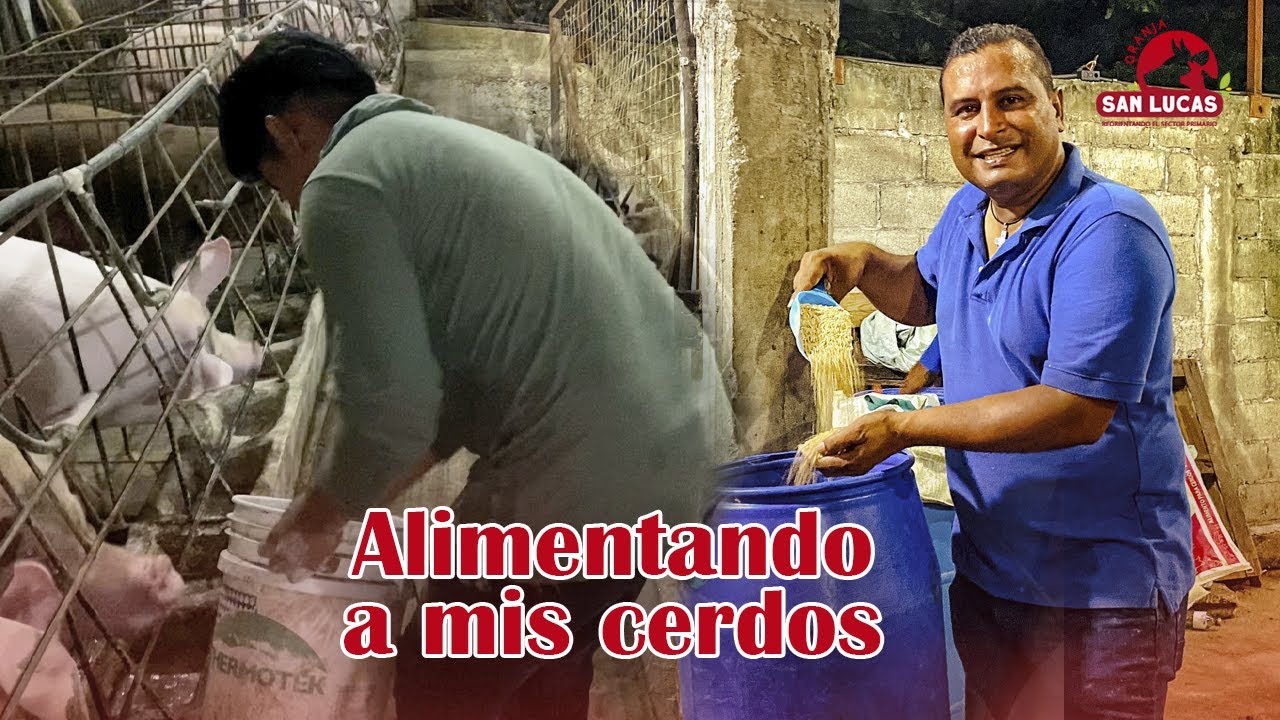 ¿Cuánto alimento deben comer mis cerdos? | Granja San Lucas
