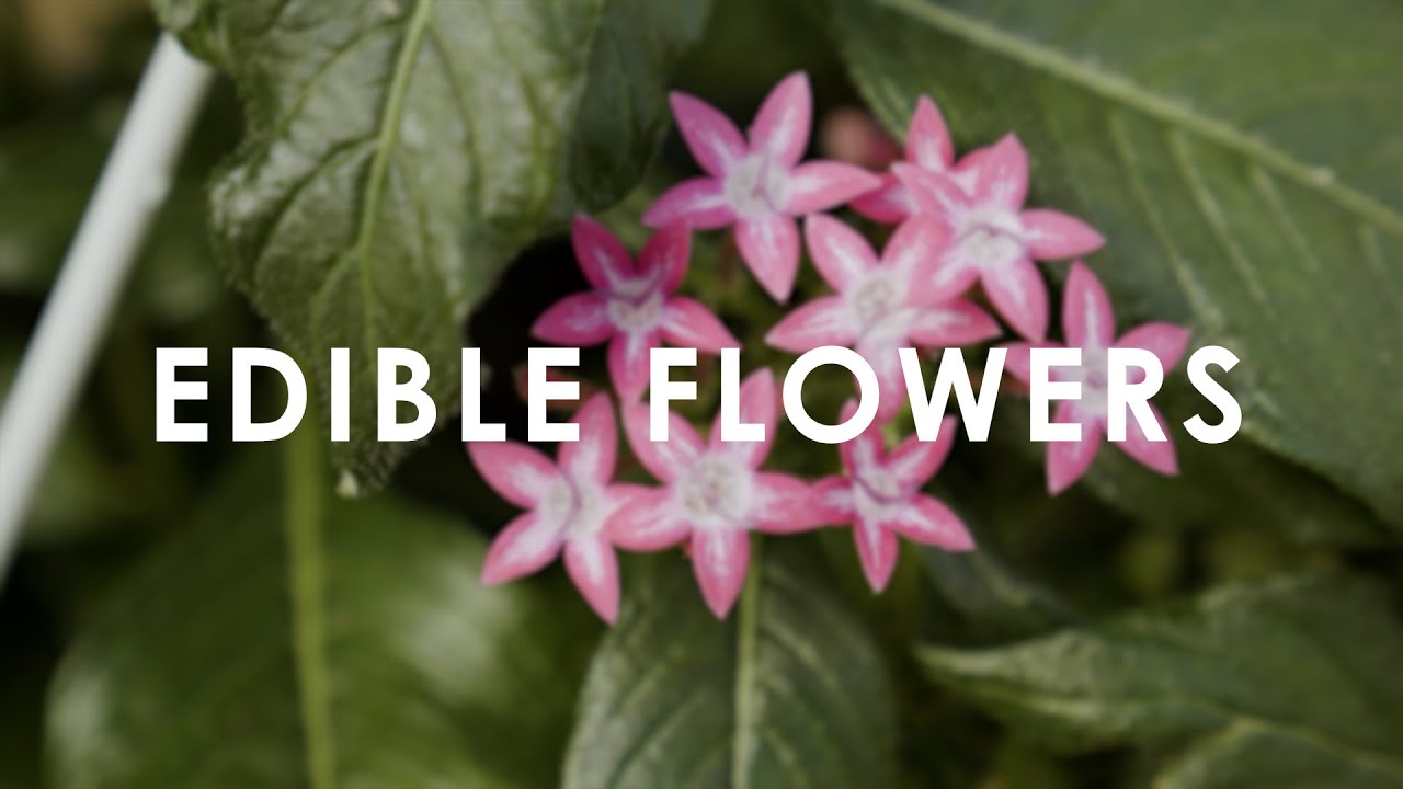 In Season Now | Edible Flowers