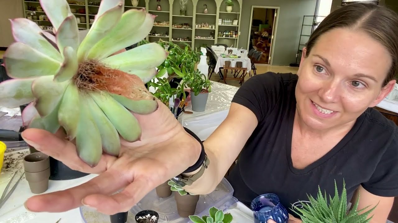 Beheading & Propagating Echeveria 'Doris Taylor' (Woolly Rose) – Fix Leggy Succulent + New Babies!