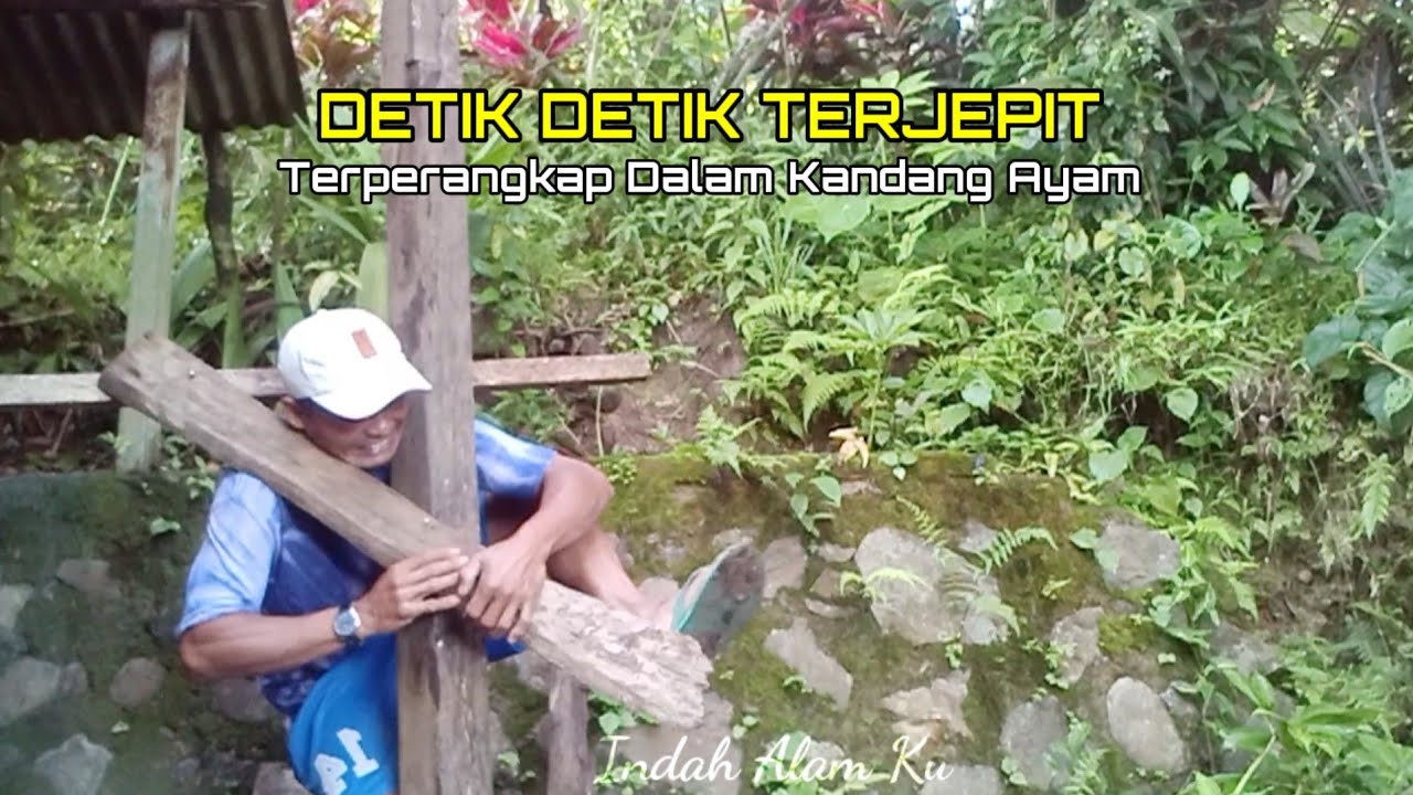 Deti Detik terjepit. Dalam Pembuatan kandang Ayam