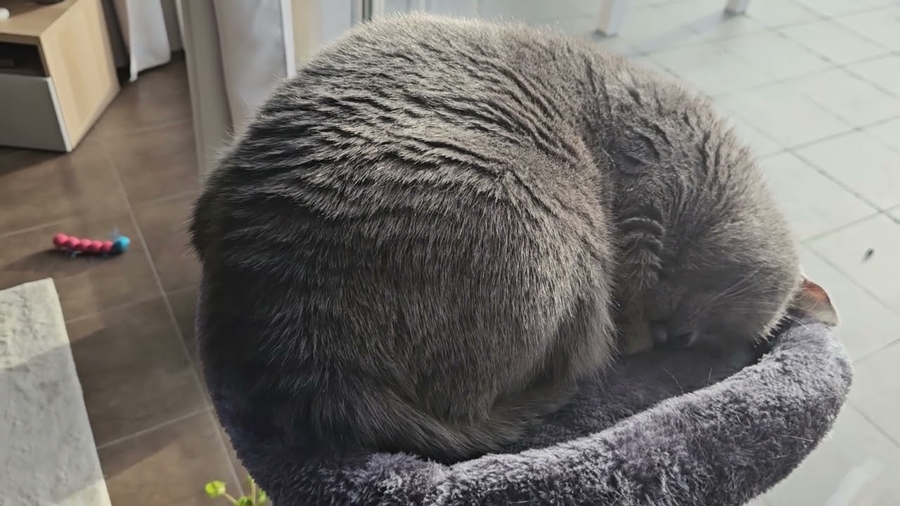 Britse Korthaar #Ella in een diepe slaap!  #britsekorthaar #britishshorthair 