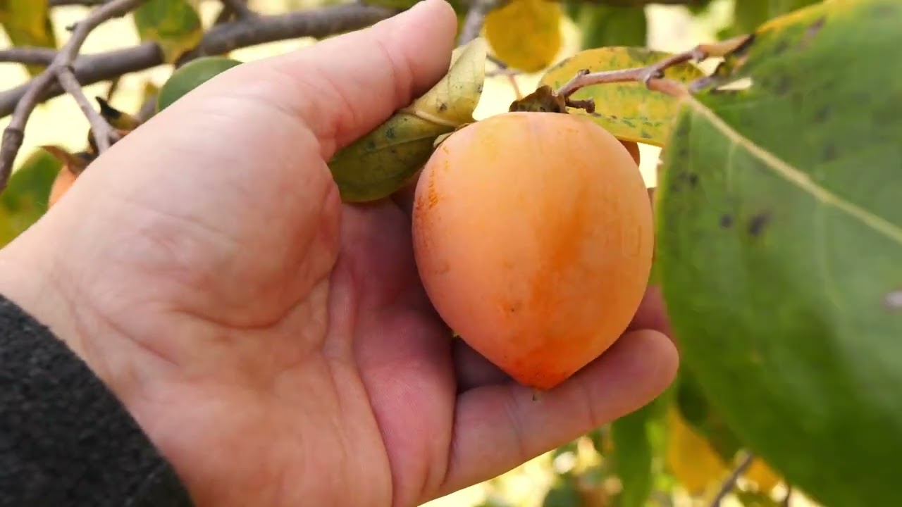 England's Persimmon Tasting 2024 + American Hybrid Efforts