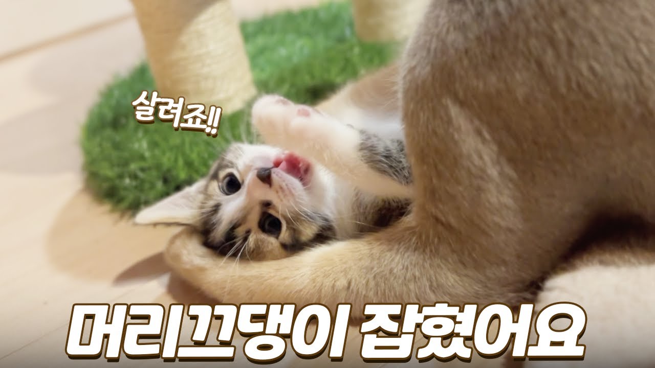 까불다가 엄마에게 머리끄댕이 잡힌 아기고양이