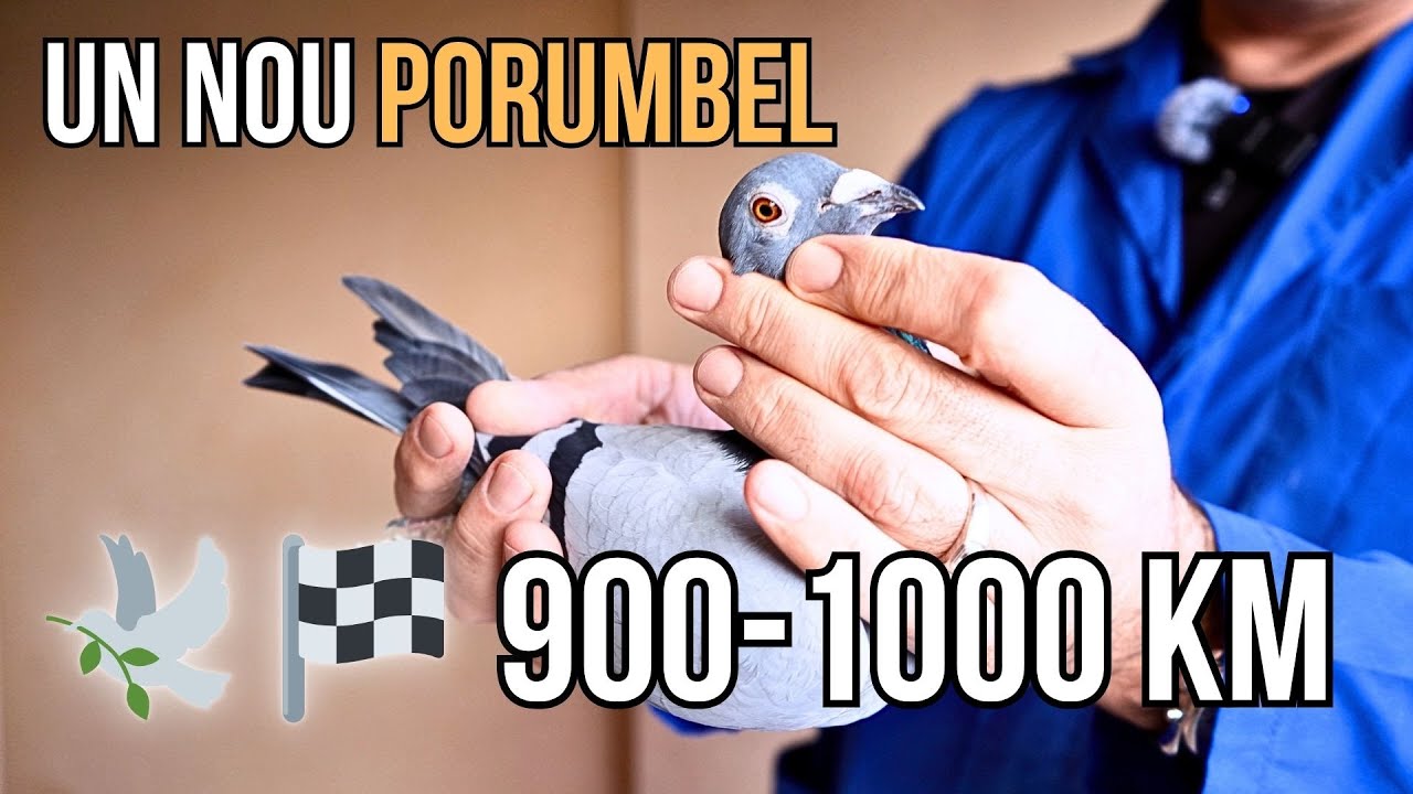 De mult timp așteptam acest moment | Noi introduceri la reproducție