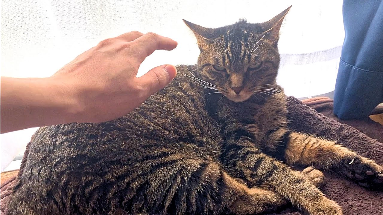 触ろうとするとブチギレる凶暴猫　まとめ