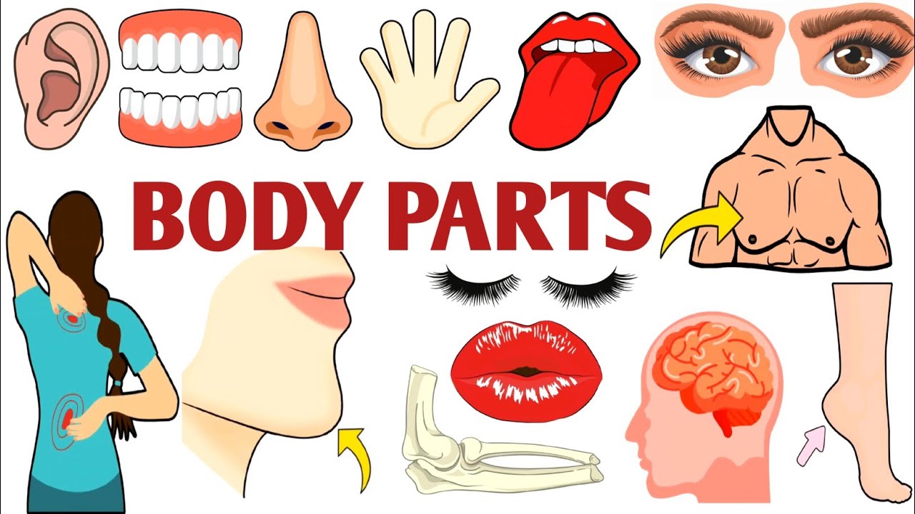 Parts of the Body | Parts of the Body for LKG Kids | Learn Body Parts & Sense Organs | #partsofbody 