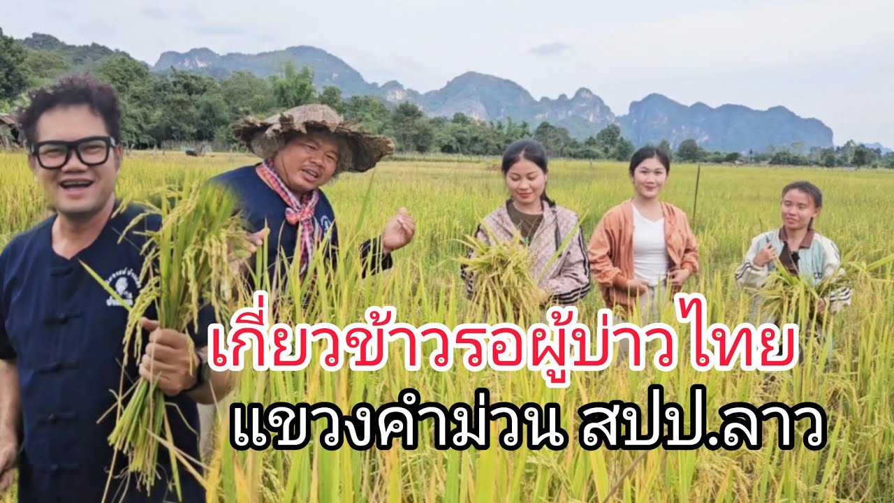 #วืถีลาว ไปเกี่ยวข้าวทางเมืองลาว เด้อ #บรรยากาศ #สาวลาว เกี่ยวข้าว รอผุ้บ่าวฝั่งไทย ไผ๋น้อสิไปนำ??