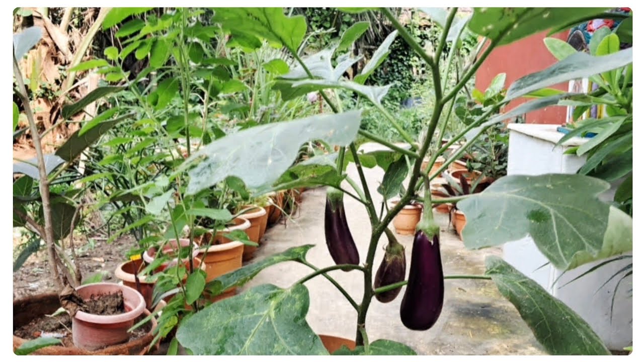ছাদবাগানে ছোট্ট টবে অধিক বেগুন ফলাতে চান? / chadbagan/ organic vegetable gardening vlog 