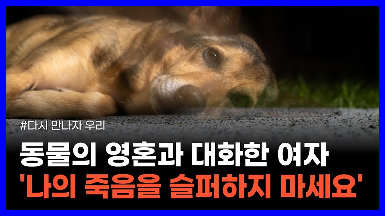 죽은 강아지의 영혼이 알려준 반려동물의 임무｜다시 만나자 우리