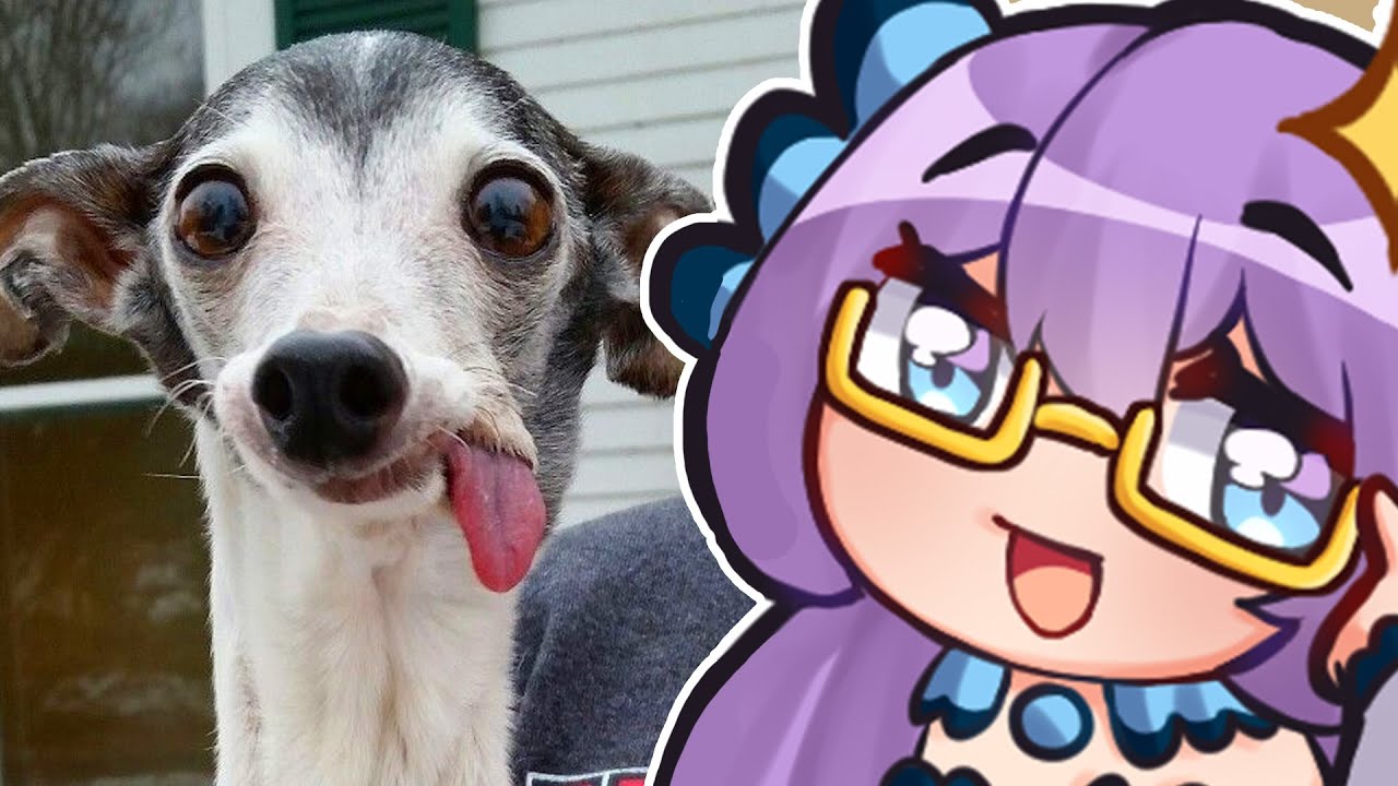 BESTE Hundevideos des JAHRZENTS | Daily Dose of Internet | Himechii Reaction