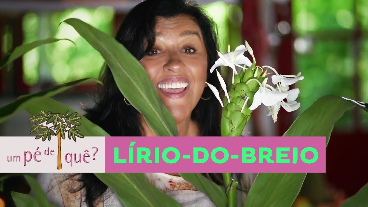 Lírio-do-Brejo | Um Pé De Quê? - Na cozinha