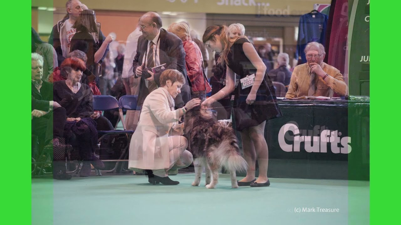 Crufts 2016