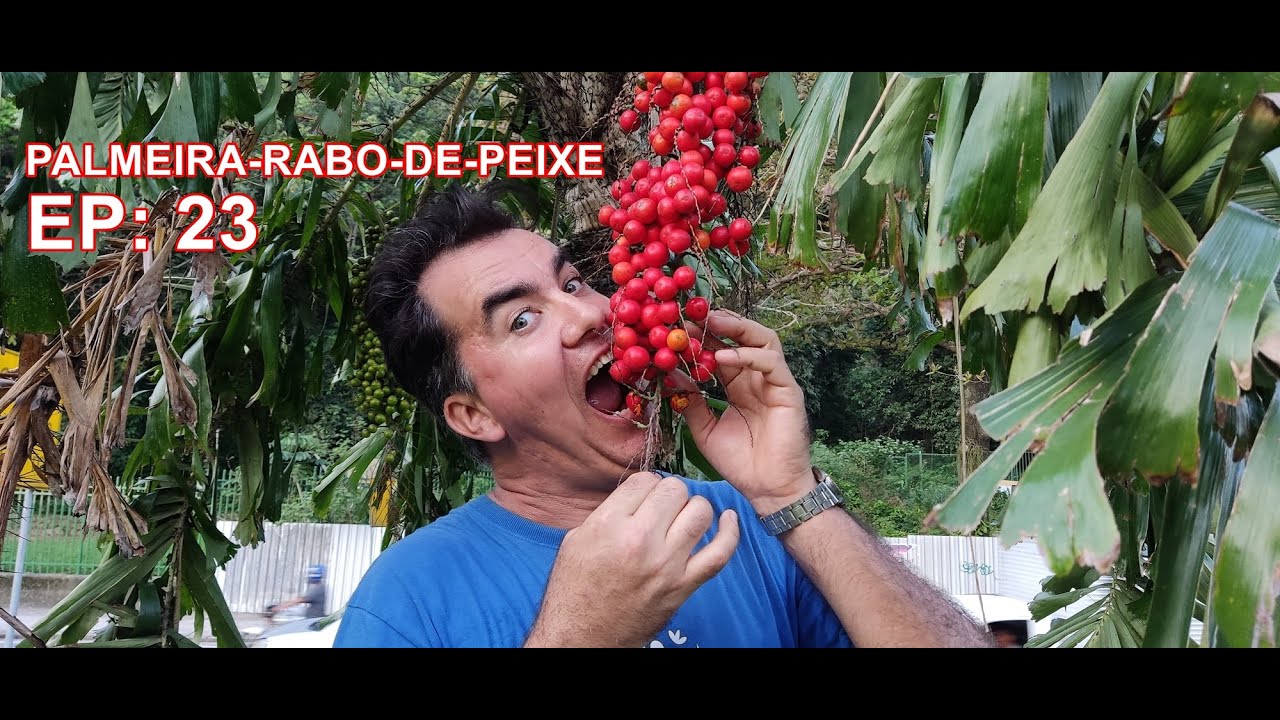 EPISÓDIO 23 - PALMEIRA-RABO-DE-PEIXE | #pancnaveia #valdelykinupp