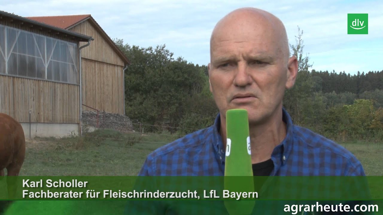 Bullen in Weidehaltung: Das r&auml;t der Experte