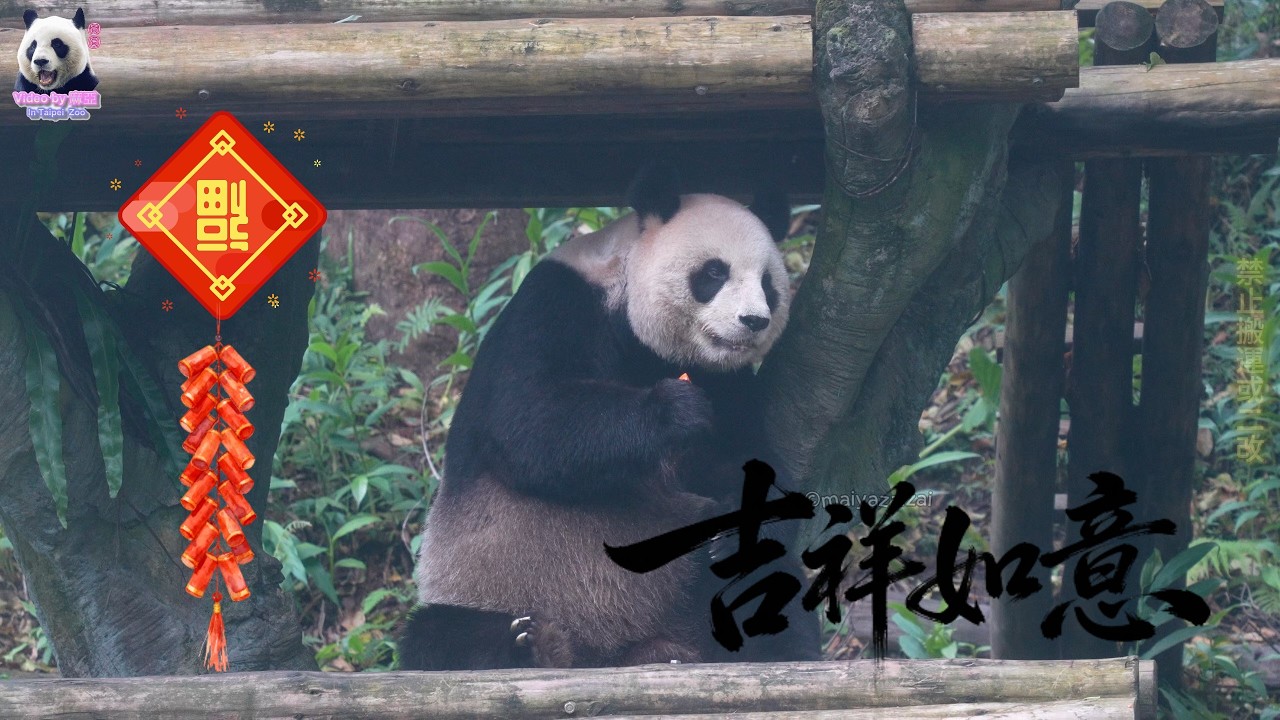 20260217 大年初一圓圓戶外可愛坐吃紅蘿蔔，祝大家新的一年紅紅火火馬宜阿嘻~馬宜阿呼~ The Giant Panda Yuan Yuan