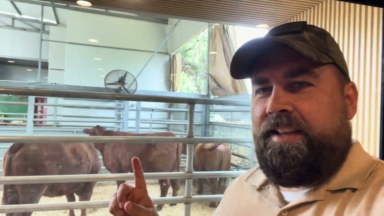 The Red Heifers in Israel and the Rebuilding of the Jewish Temple the Inside Scoop from Shiloh