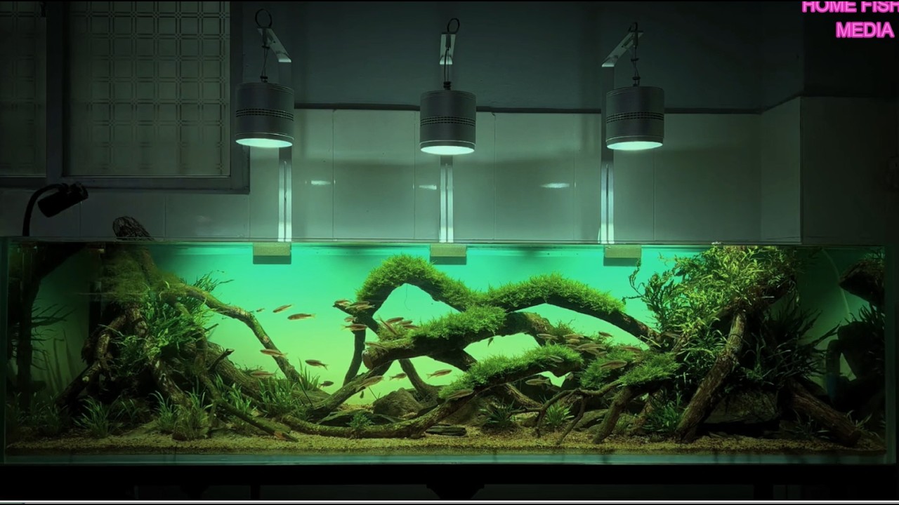 Massive Home Aquarium Build 🐟 | Giant Monster Fish , Goldfish, Bettafish, KOI fish Tank Setup #3